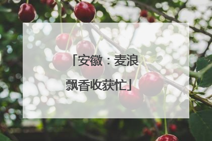 安徽：麦浪飘香收获忙